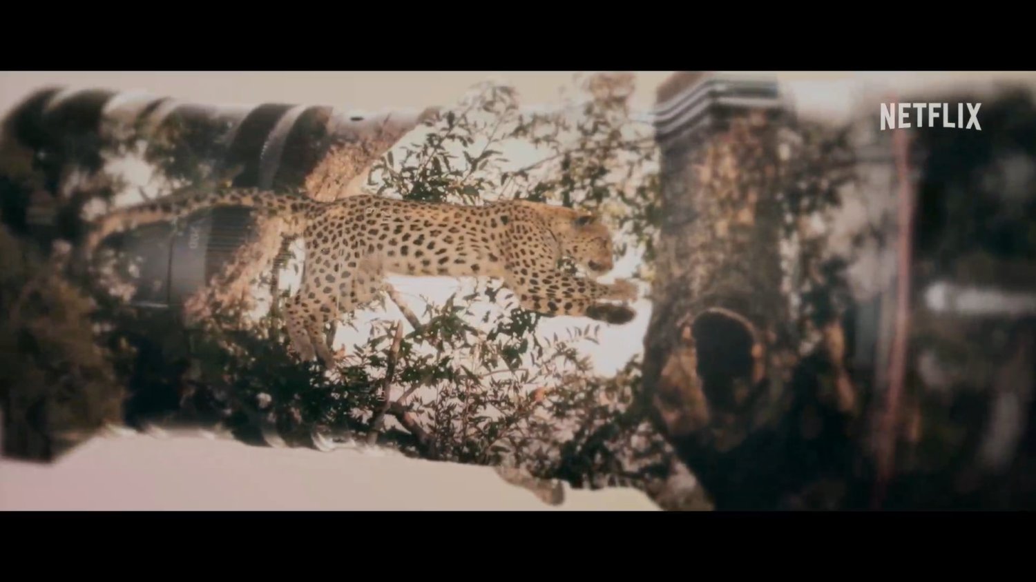Кадр 2 з Життя з леопардами
